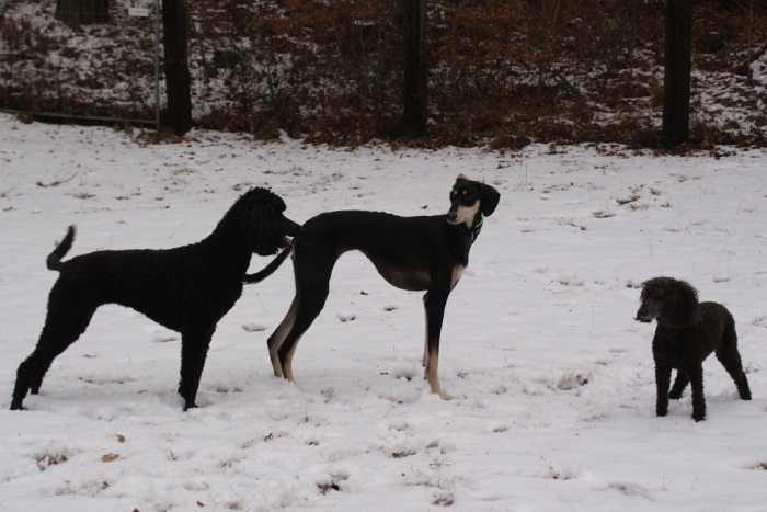 Hanka, Mitraa, Evi
